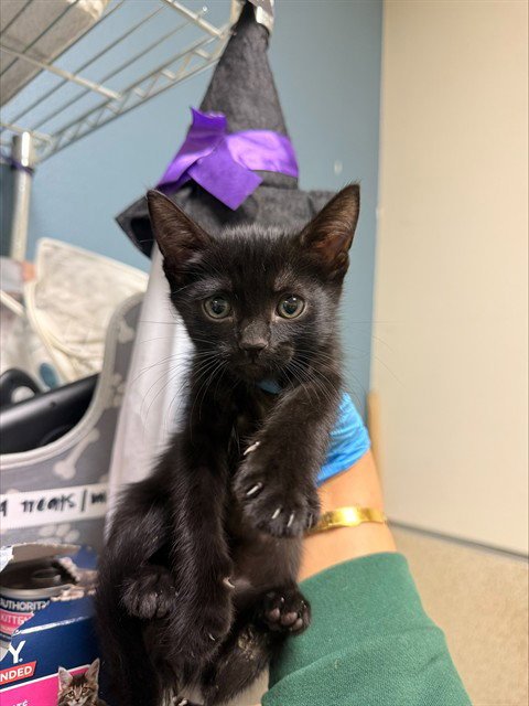 POCUS - Domestic Short Hair available for adoption