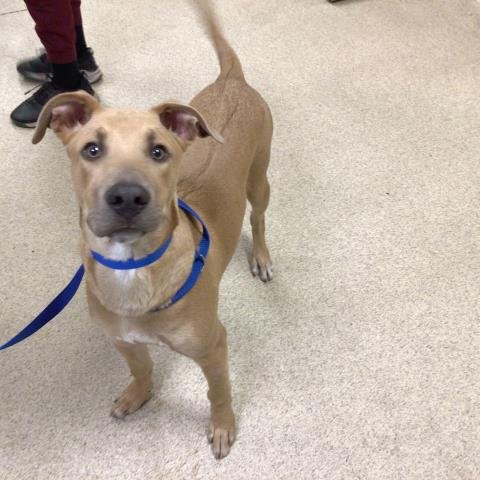 BUTTERCUP - Doberman Pinscher available for adoption