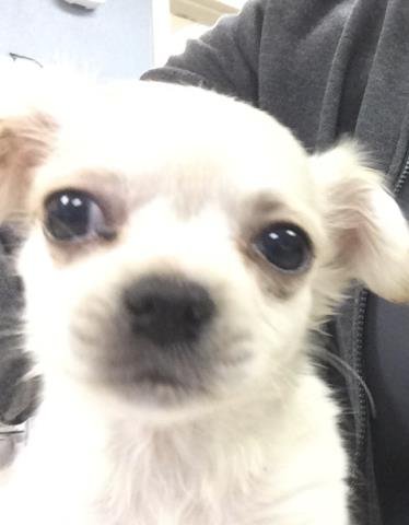 JAX - Chihuahua available for adoption