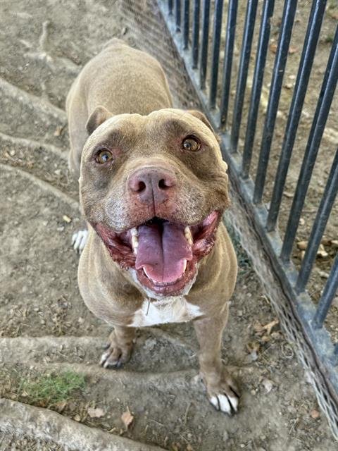 ZEUS - Pit Bull Terrier available for adoption