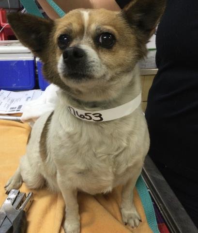 PEEWEE - Chihuahua available for adoption