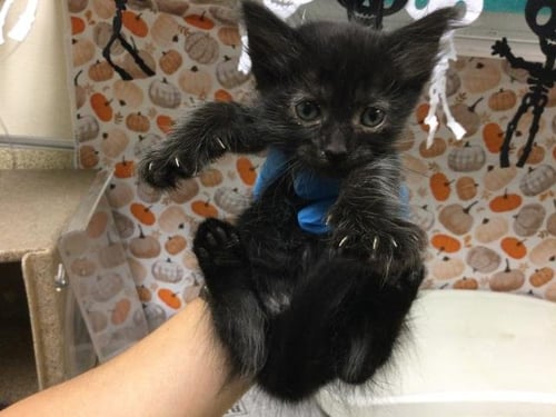 BATTY - Domestic Short Hair available for adoption