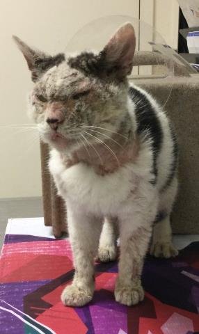 PANCAKE - Domestic Short Hair available for adoption