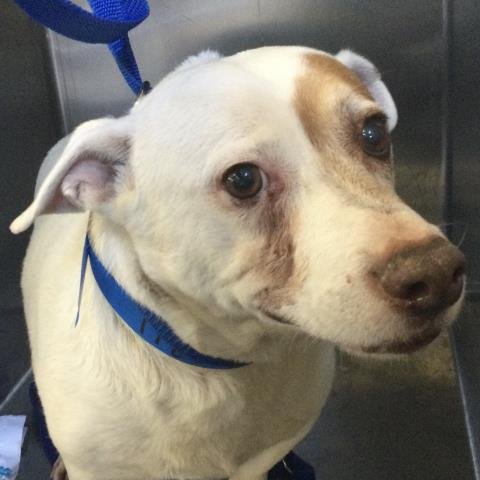 PIRATA - Pit Bull Terrier available for adoption