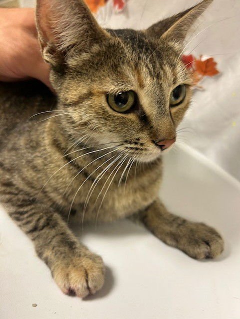 AURORA - Domestic Short Hair available for adoption