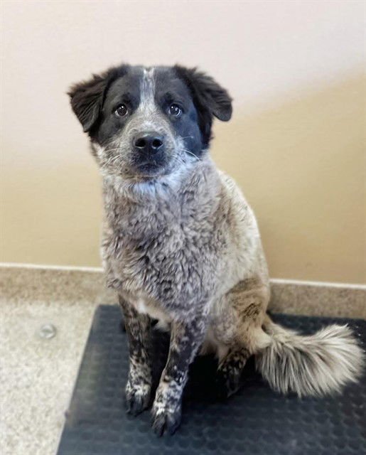 BINGO - Queensland Heeler available for adoption