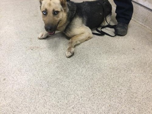 OPAL - German Shepherd Dog available for adoption