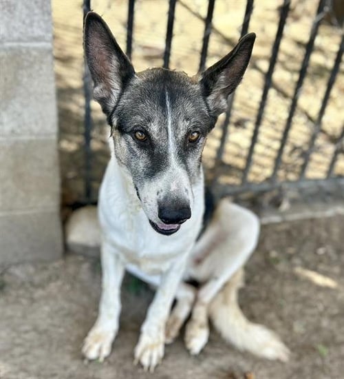 BELLS - German Shepherd Dog available for adoption