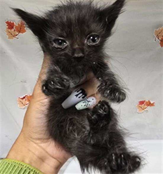 OCEANS - Domestic Short Hair available for adoption