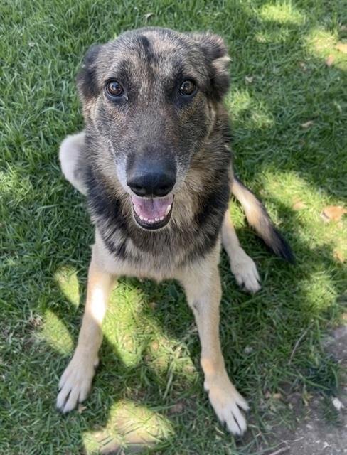 BELL - German Shepherd Dog available for adoption