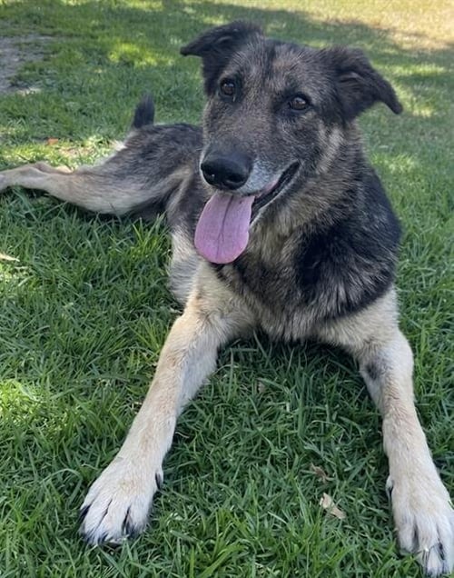 BELL - German Shepherd Dog available for adoption
