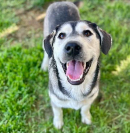 MILO - Siberian Husky available for adoption