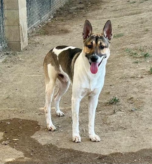 CHURO - German Shepherd Dog available for adoption