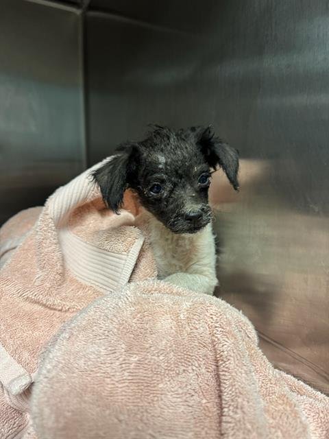 LIL Z - Terrier available for adoption