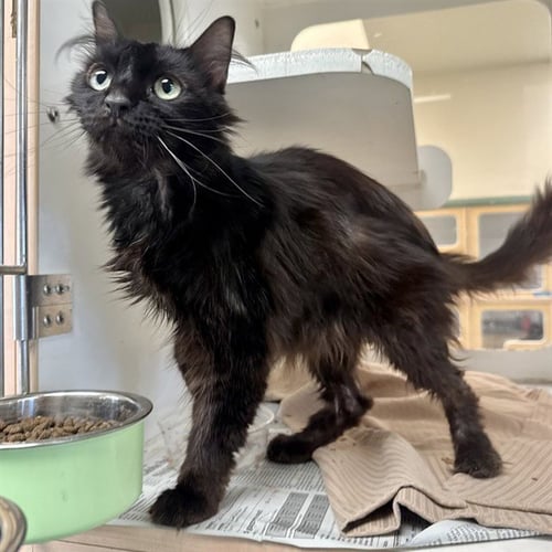 AMELIA - Domestic Short Hair available for adoption