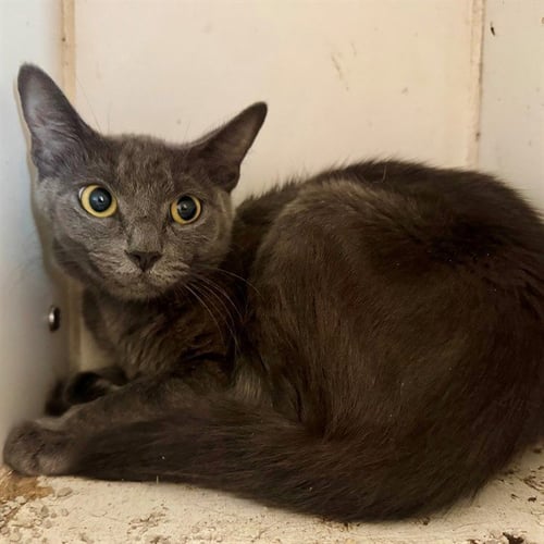 REINA - Domestic Short Hair available for adoption