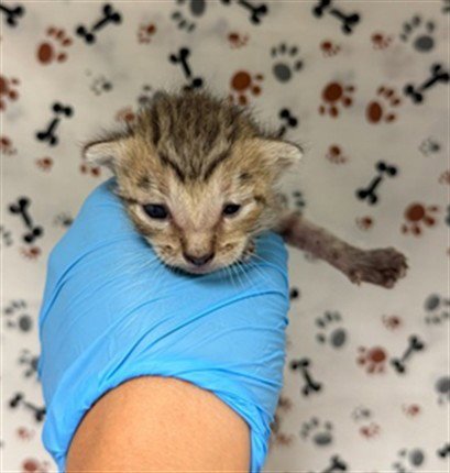 LILY - Domestic Short Hair available for adoption