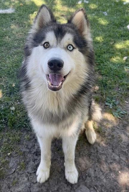 KODIAK - Alaskan Malamute available for adoption