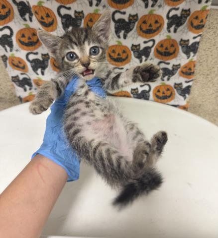 LUPE - Domestic Short Hair available for adoption