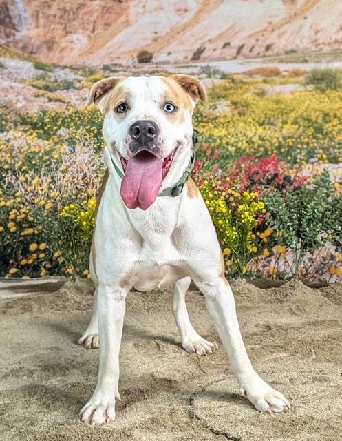 PAGE - Pit Bull Terrier available for adoption