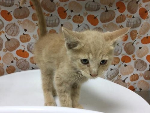 MARS - Domestic Short Hair available for adoption