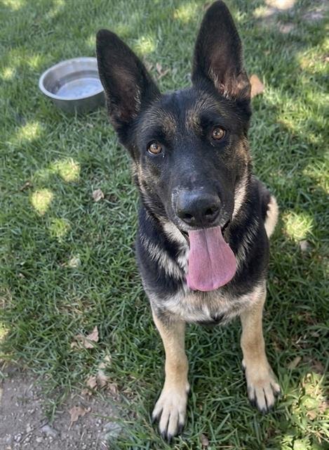 SADIE - German Shepherd Dog available for adoption