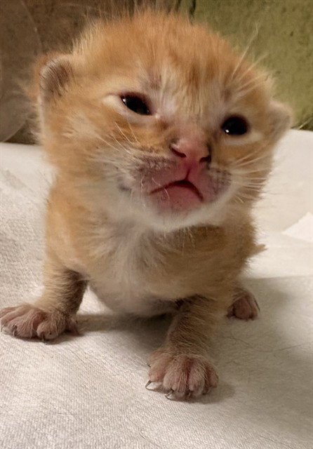 BUTTERSCOTCH - Domestic Short Hair available for adoption