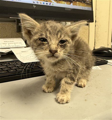 A1923377 - Domestic Short Hair available for adoption