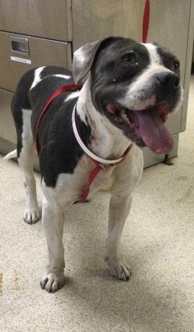 MARGARITA - Pit Bull Terrier available for adoption