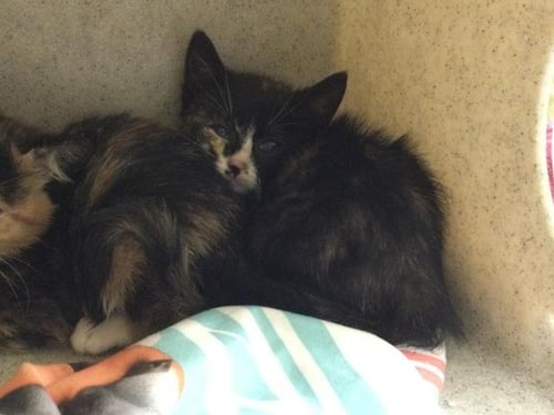 BABY - Domestic Short Hair available for adoption