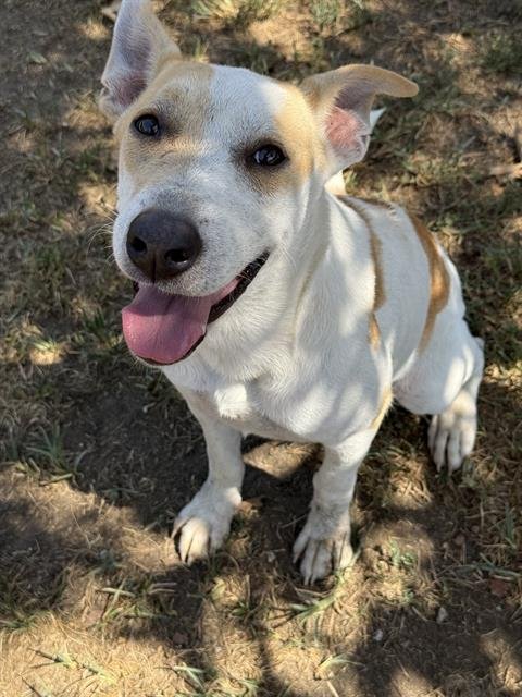 CHAQUETITA - Australian Cattle Dog/Blue Heeler available for adoption