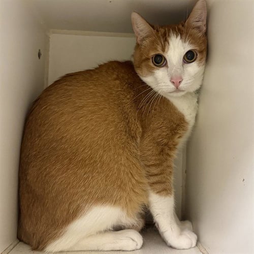 CHARLIE - Domestic Short Hair available for adoption