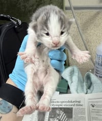 PEETIE - Photo 1