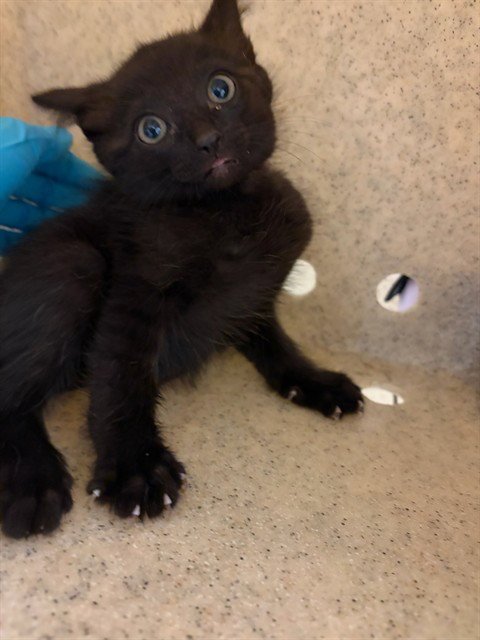 SOOKIE - Domestic Short Hair available for adoption