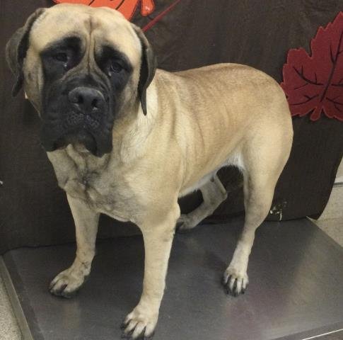 BETTYBOO - Mastiff available for adoption