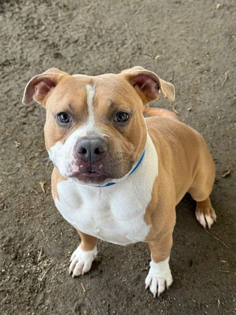 BRUCE WAYNE - Pit Bull Terrier available for adoption