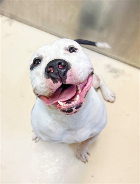DUMPLING - Pit Bull Terrier available for adoption