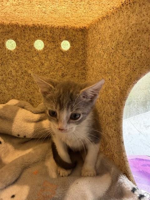 PUDDING - Domestic Short Hair available for adoption