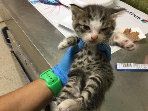 PAM - Domestic Short Hair available for adoption