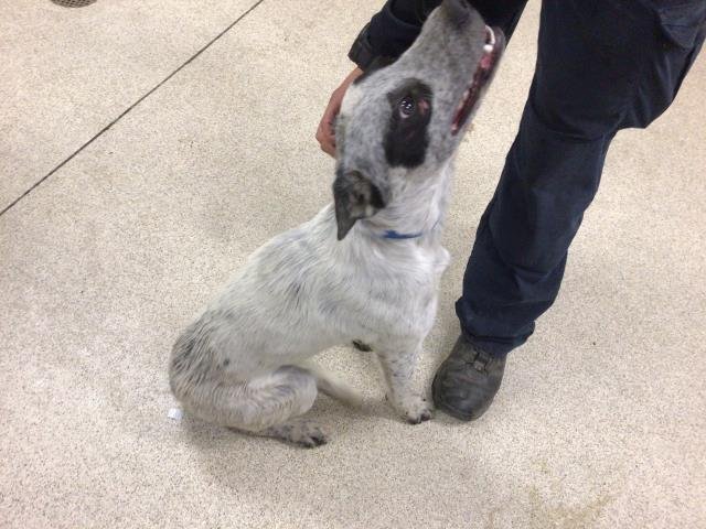 BANDIT - Australian Cattle Dog/Blue Heeler available for adoption