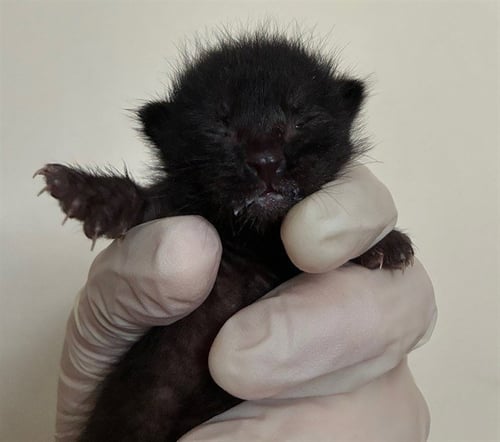 SALEM - Domestic Short Hair available for adoption