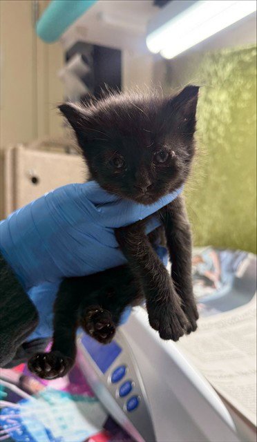 WILLOW - Domestic Short Hair available for adoption