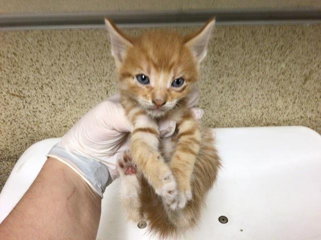 RALPHIE - Domestic Medium Hair available for adoption