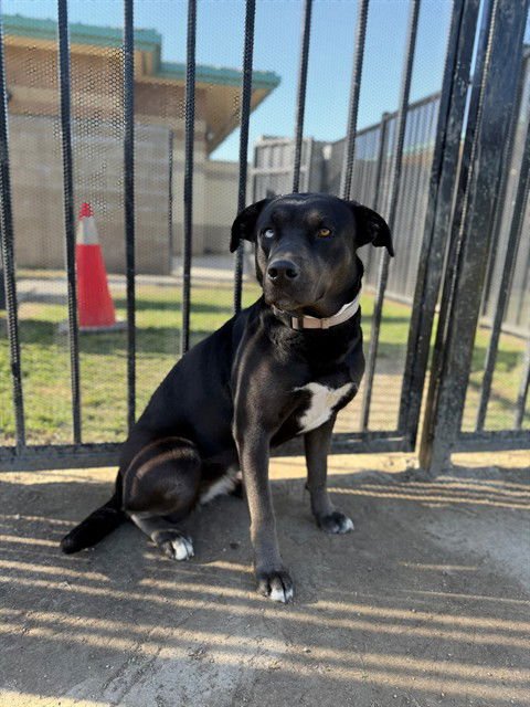 MARTHA - Labrador Retriever for adoption in Fontana