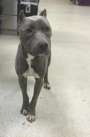 LOLA - Pit Bull Terrier available for adoption