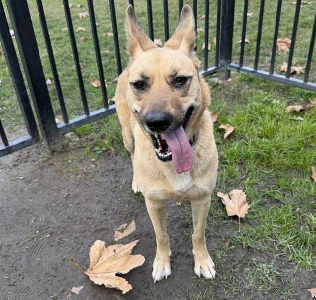 LILLY - German Shepherd Dog available for adoption