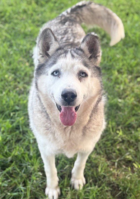 SNOW WHITE - Siberian Husky available for adoption