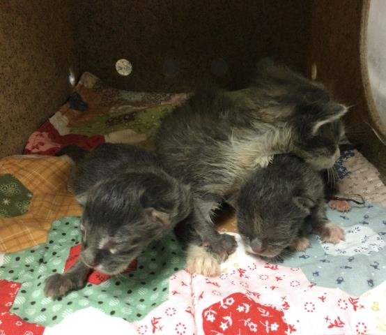 FUZZY - Domestic Short Hair available for adoption