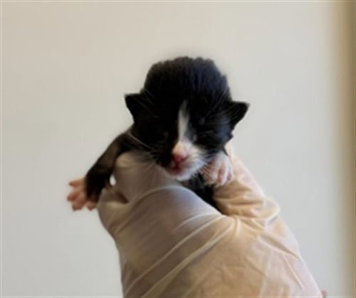 DAISY - Domestic Short Hair available for adoption