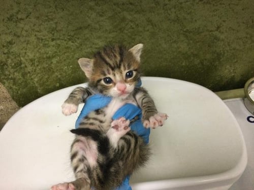 A1920160 - Domestic Short Hair available for adoption